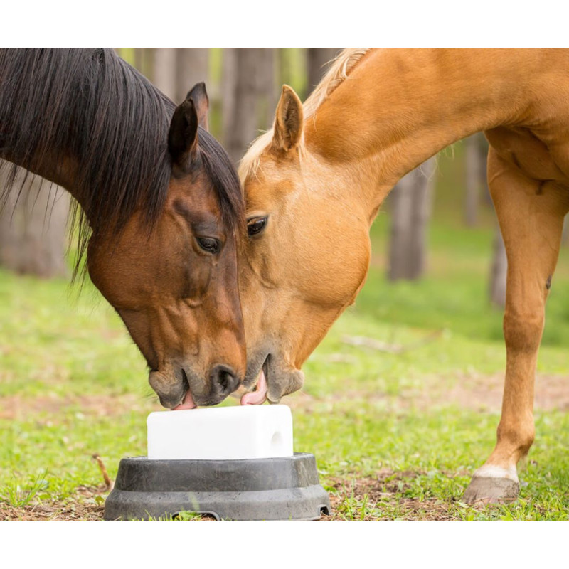 De ce este important pentru cai să se lingă și ce tipuri de lingere există?