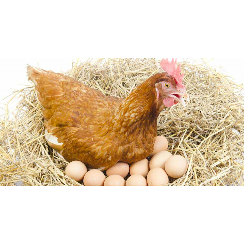 Până la ce vârstă depun ouă găinile?