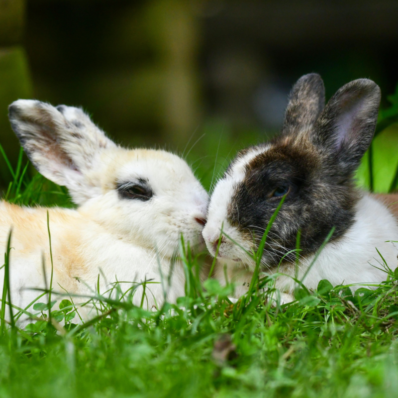 Cum se poate recunoaște gestația la femela de iepure?