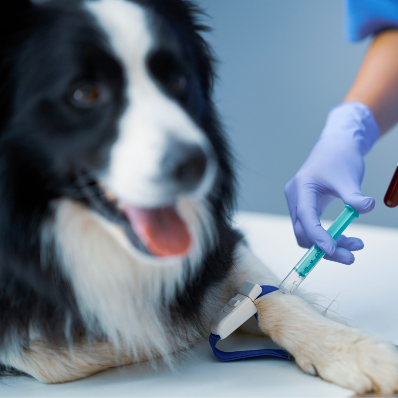 Este posibilă donarea de sânge și la câini?