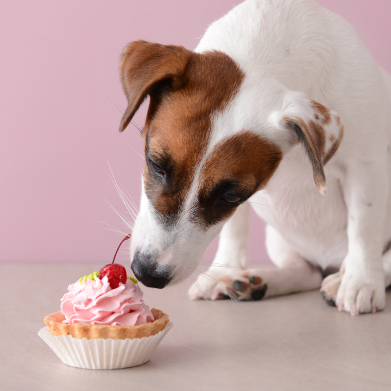 Diabetul la animale