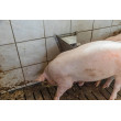 Scărpinător pentru porci, oțel inoxidabil