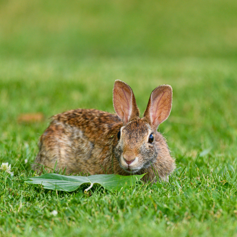 Iepure de vizuină vs. iepure de câmp: care este diferența?