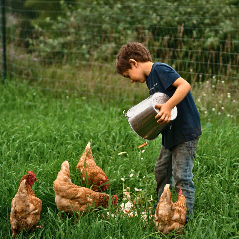 Tratamente nutriționale pentru găini: uimiți-le cu bunătăți gustoase