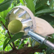 Culegător de fructe telescopic