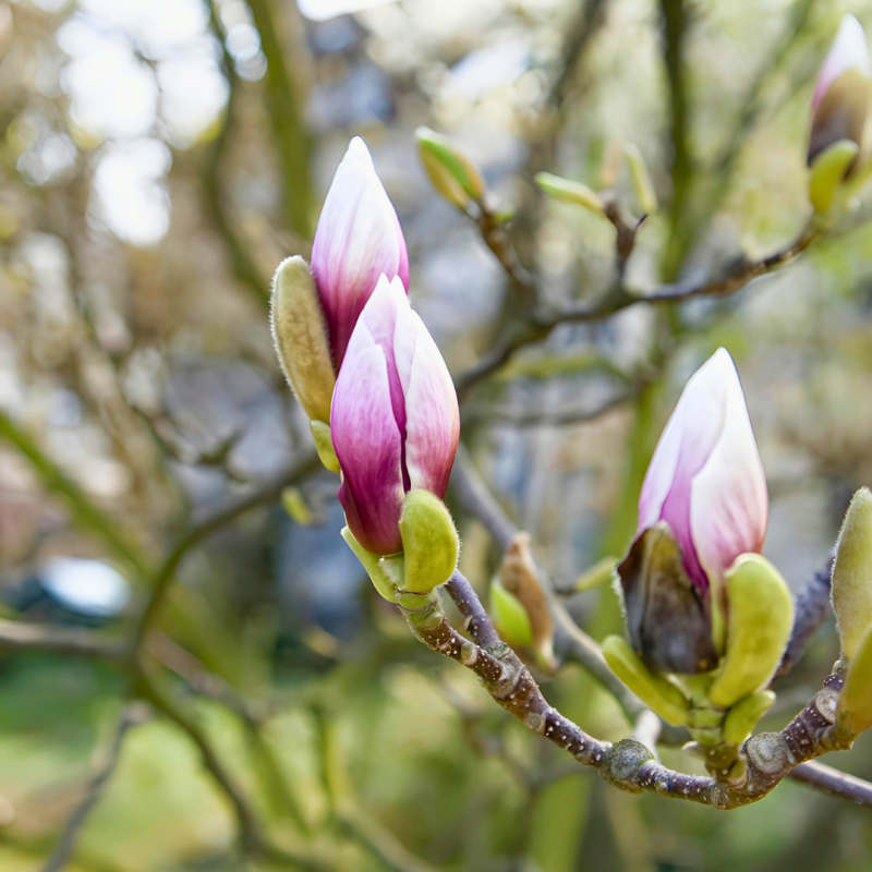 Cum să protejăm grădina de înghețurile de primăvară