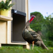 Ușă automată XXL pentru coteț RUN-CHICKEN Giant