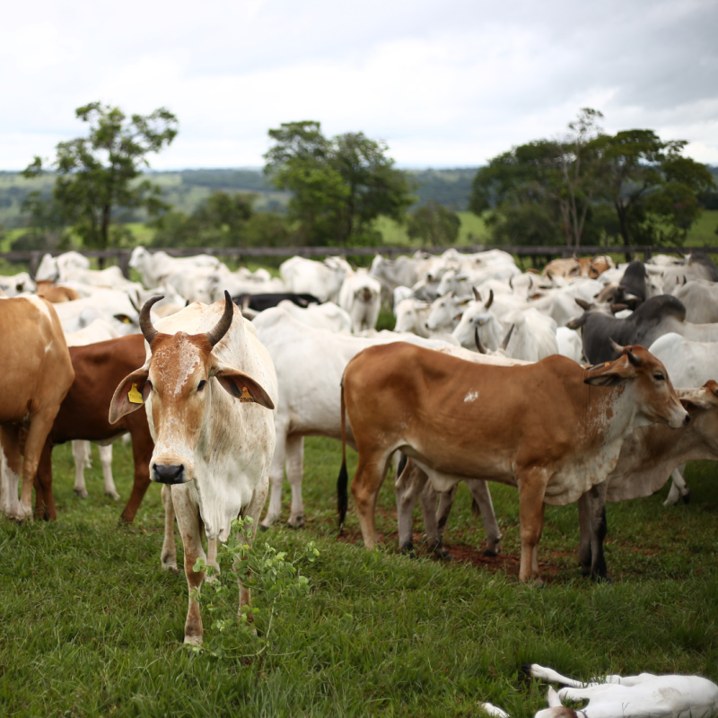 Cum se marchează animalele de fermă?