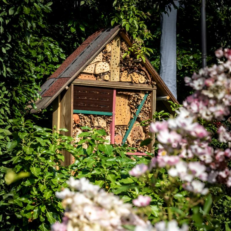 Grădină plină de viață: Cum să atrageți insectele benefice?