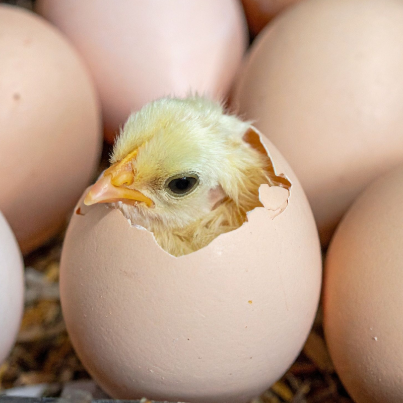 Care este temperatura optimă în incubatorul de pui?