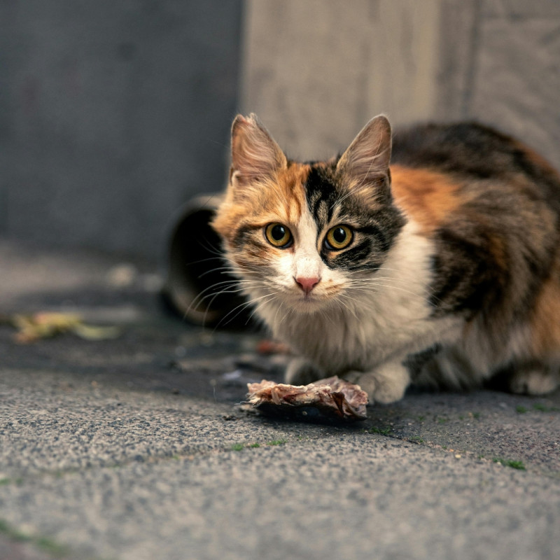 Ce să faci când găsești o pisică abandonată?