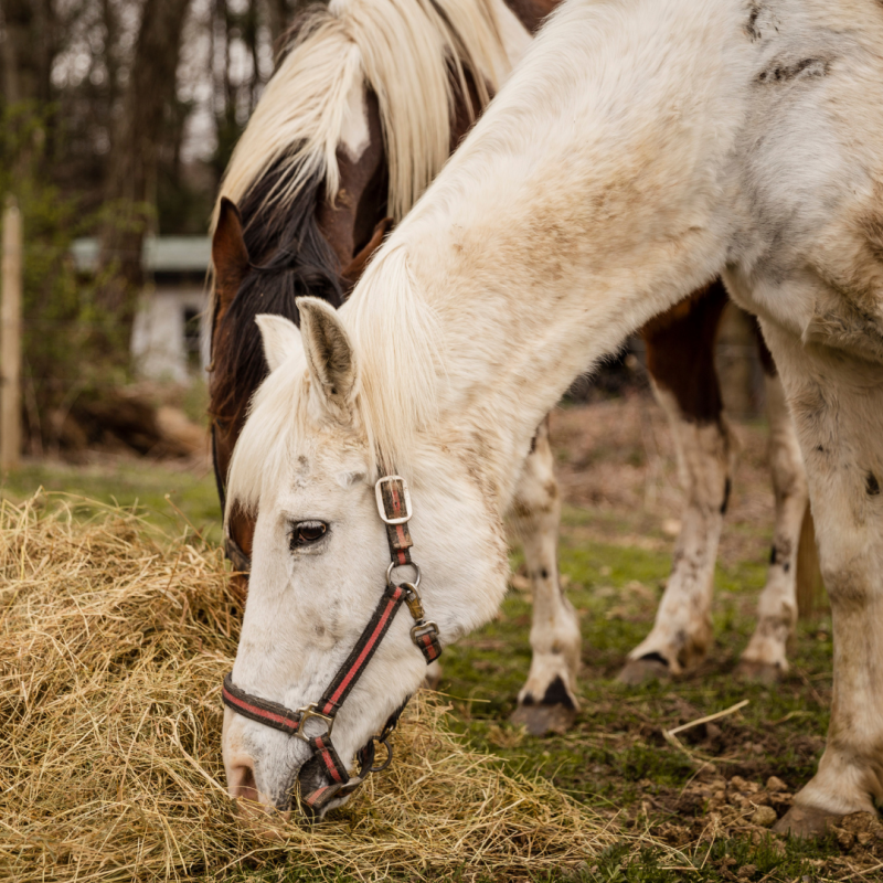 Ulcerul gastric la cai