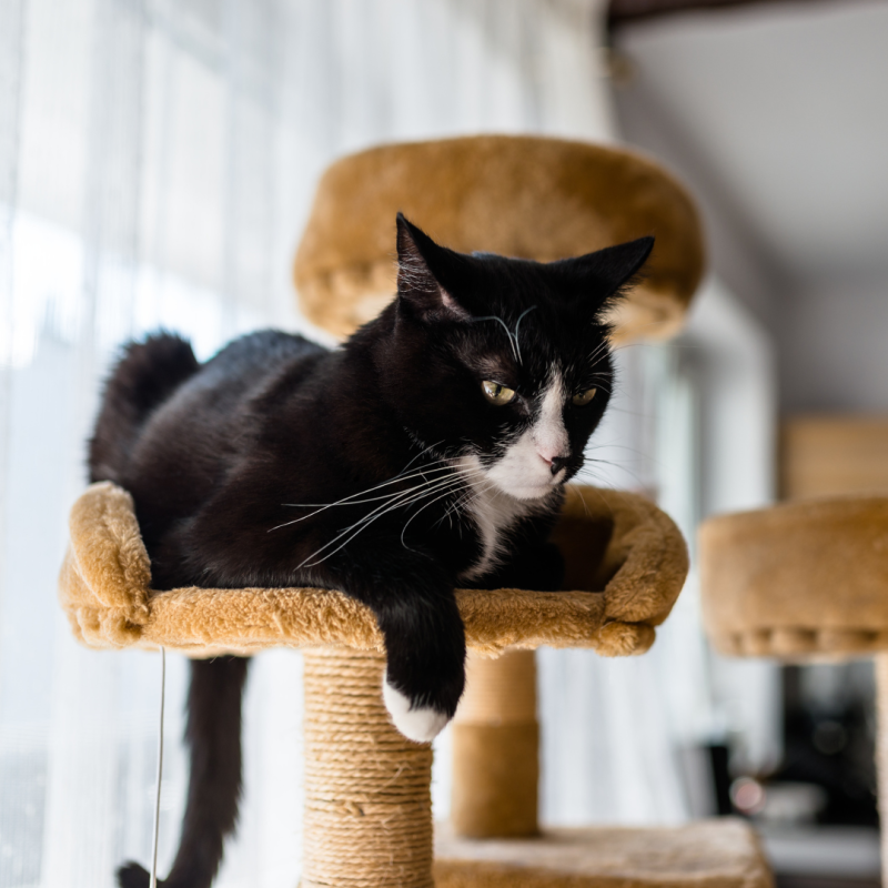 De ce este bine să cumperi o ansamblu de zgâriat pentru pisică?