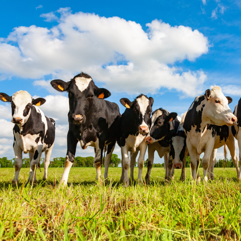 Stresul termic la bovine: Cum îl recunoașteți și cum protejați animalele?