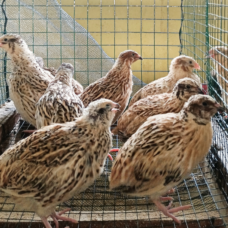 De ce se ciupesc prepelițele între ele și cum poate fi prevenit acest comportament?