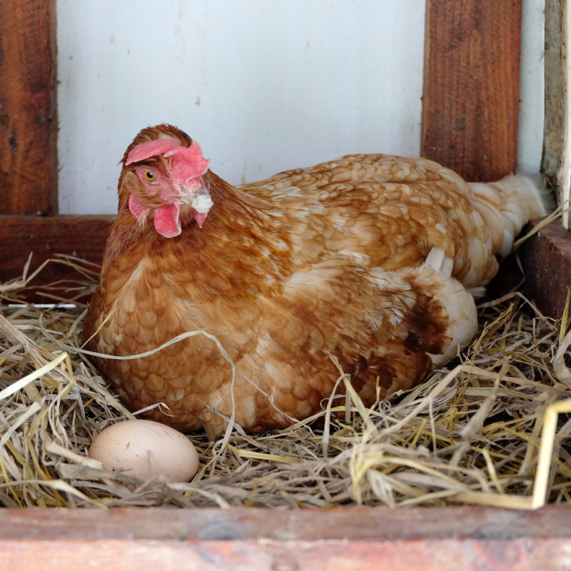 De ce depun găinile ouă mici?