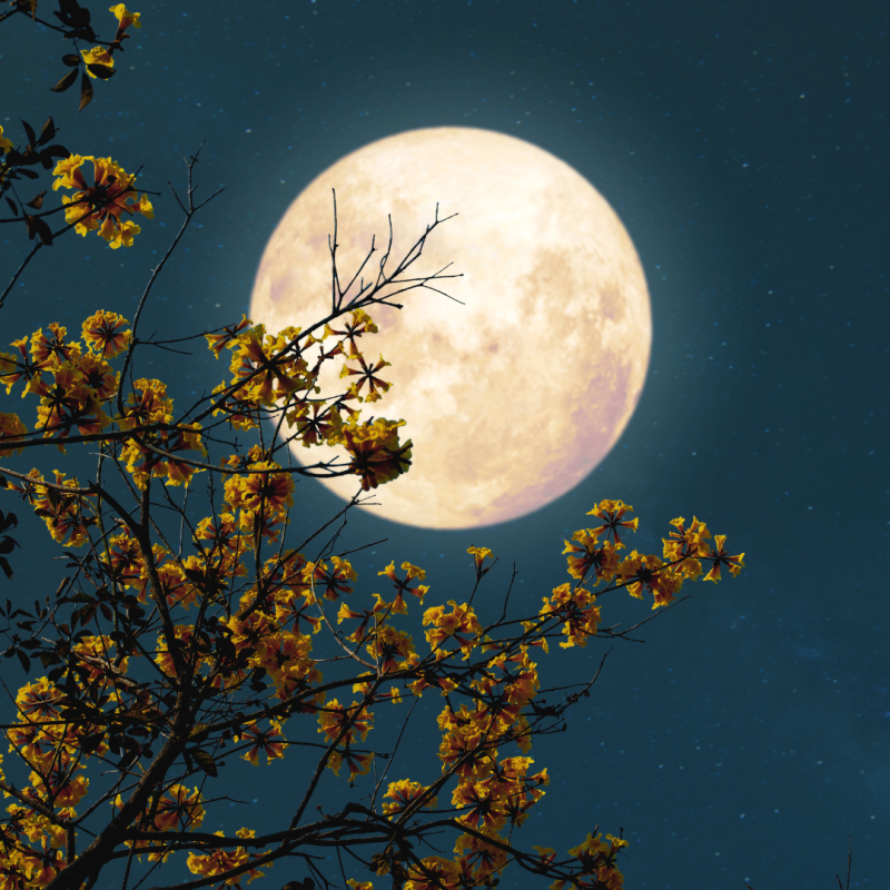 Luna și influența sa asupra animalelor și plantelor