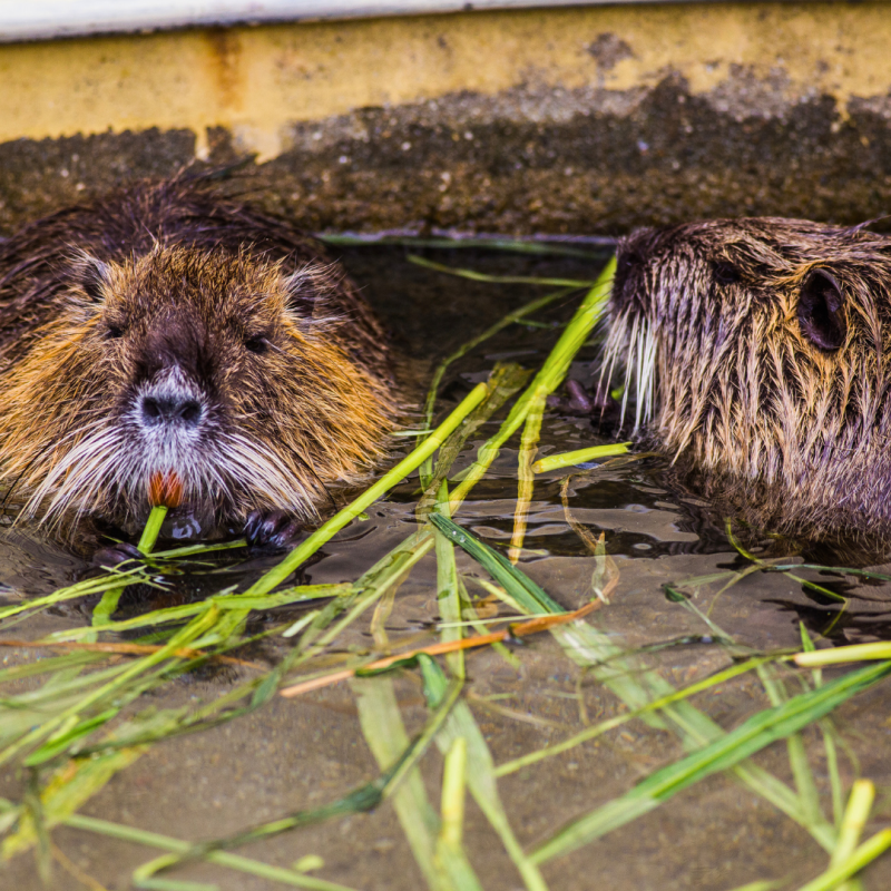 Cum să crești nutriile?