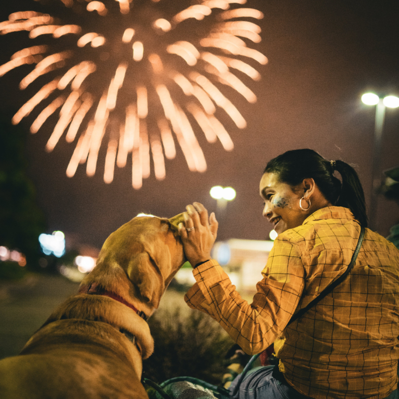 Ce efecte pot avea artificiile asupra animalelor?