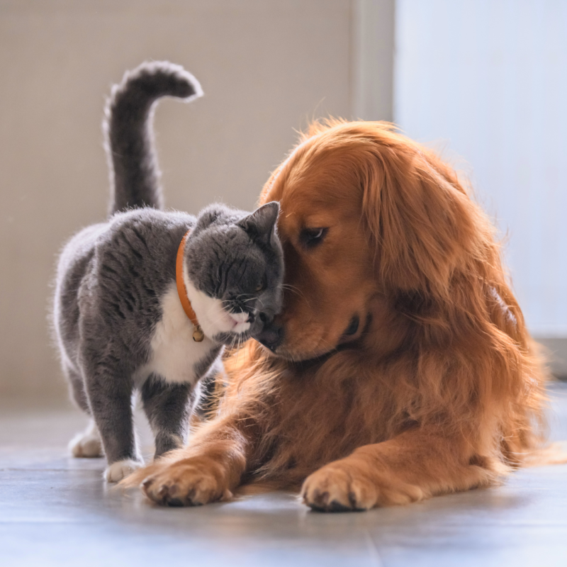 Obezitatea la câini și pisici: Ce o provoacă și cum să vă mențineți animalele de companie în formă?