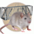 Capcana mouse -ului