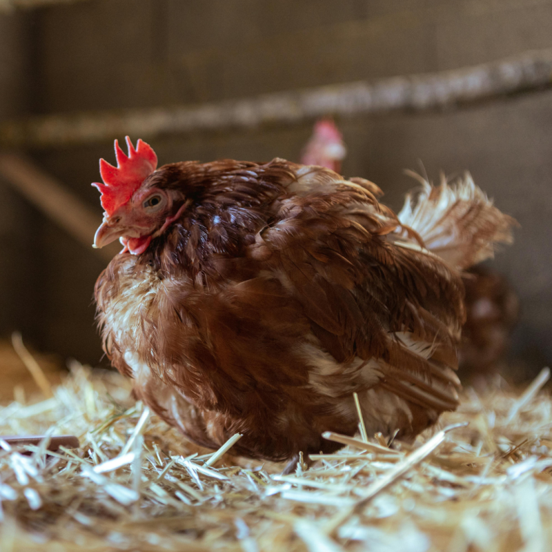 Tipuri de așternuturi – pe care să-l alegi?