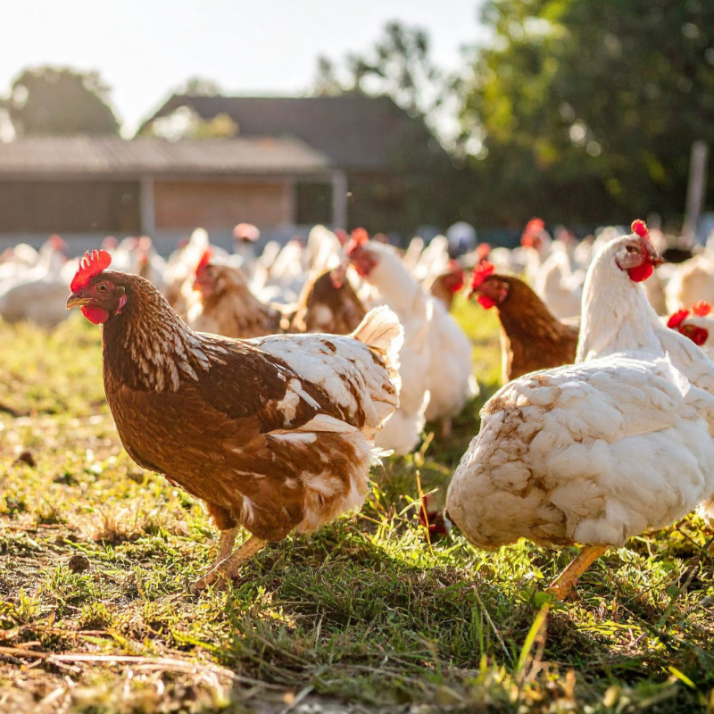 Cum să hrăniți animalele toamna? Pregătiți-le pentru sezonul rece