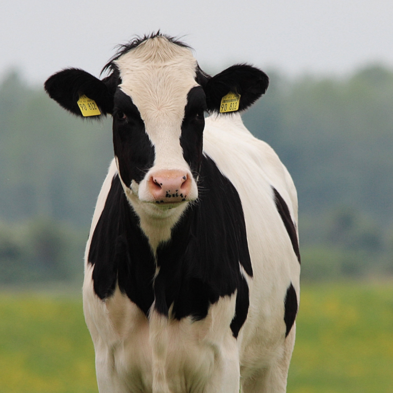 Ce probleme afectează cel mai des crescătoriile de bovine?