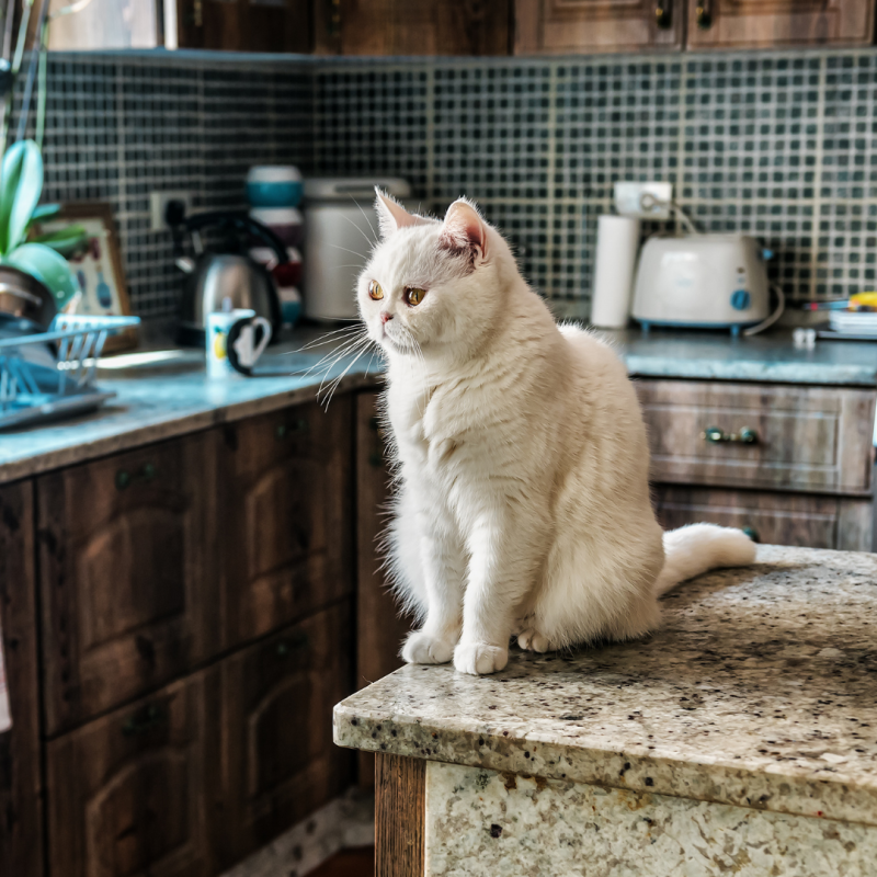 Cum să dezvăț pisica să sară pe locuri interzise?