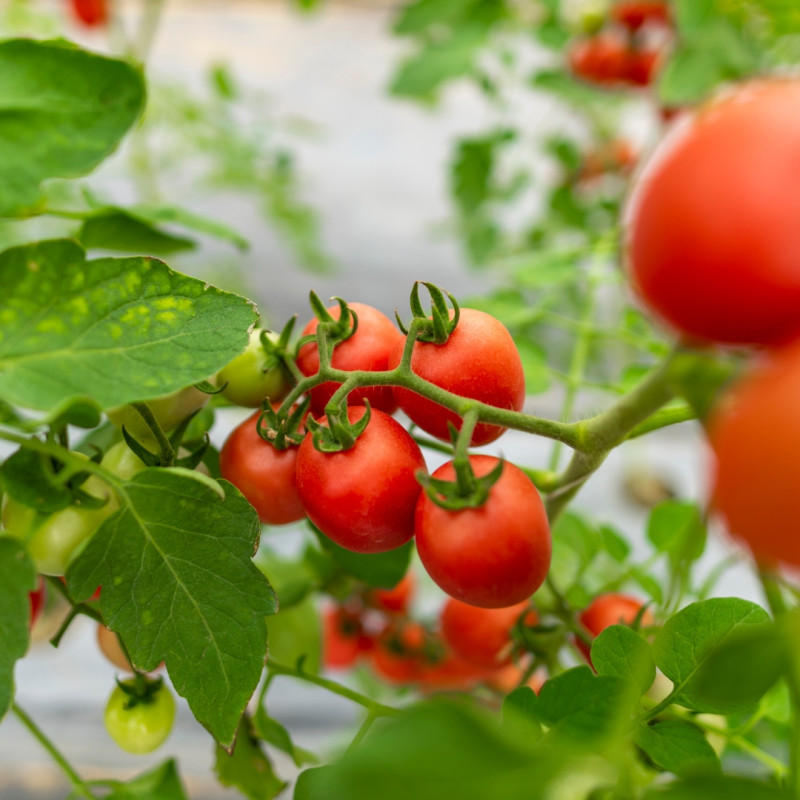 Plante potrivite pentru grădinarii începători
