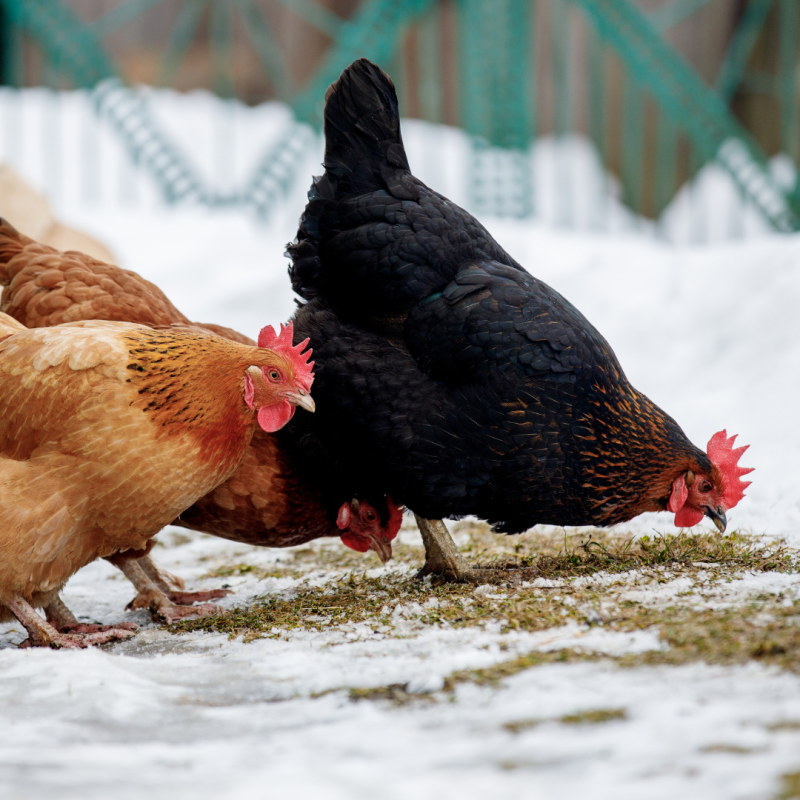 Cum să creșteți găinile iarna?