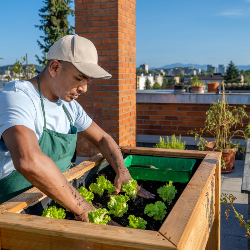 Ferme pe acoperiș: un mod modern de cultivare în orașe