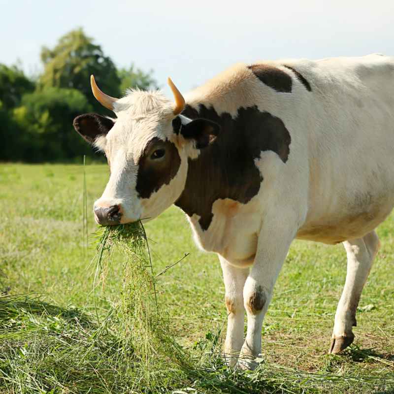 De ce vaca rumegă mereu, iar câinele înghite mâncarea pe nemestecate? Digestia animalelor sub lupă
