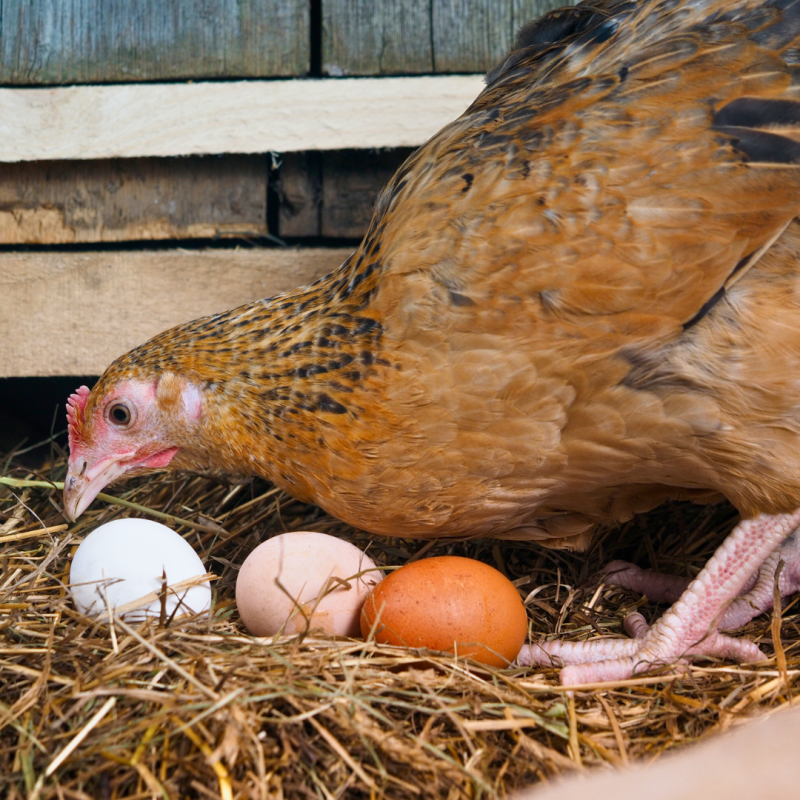 Este necesar să monitorizezi productivitatea la păsări?