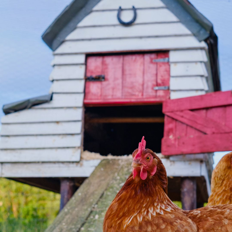 Cum să gestionăm umiditatea în coteț?