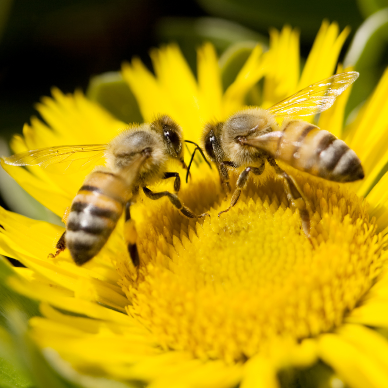 Boala varoozei la albine