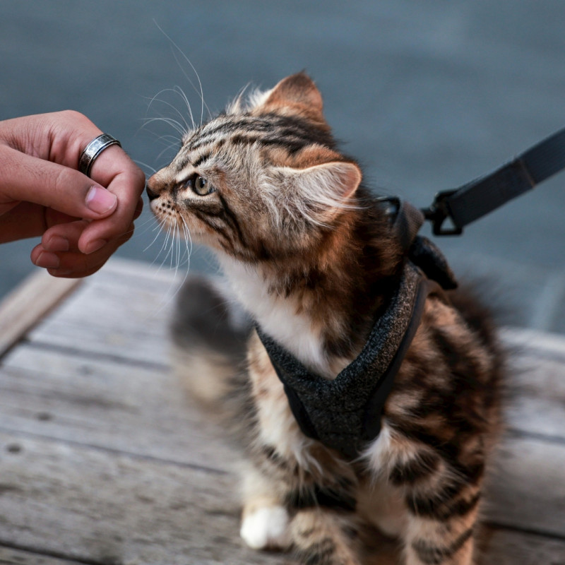 Cum să înveți pisica să meargă în lesă?