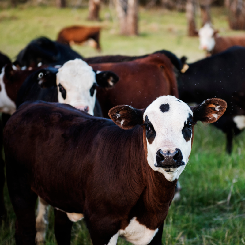 Bunăstarea animalelor: Ce înseamnă cu adevărat și de ce ar trebui să îi acordăm atenție?