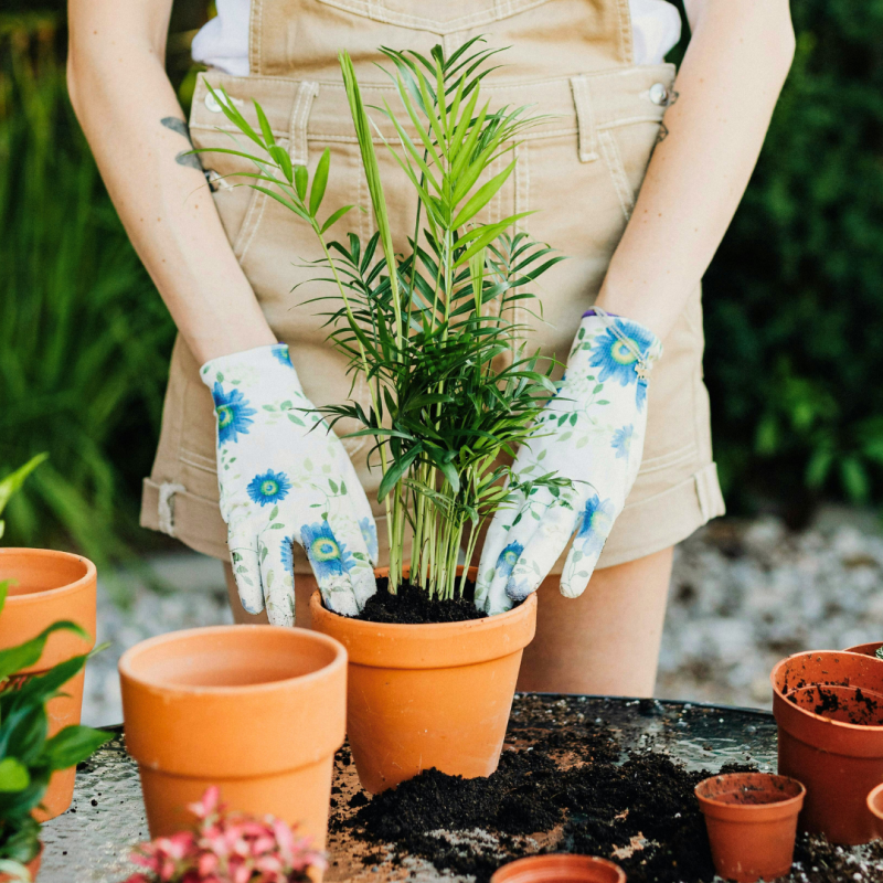 Plante potrivite pentru grădinarii începători
