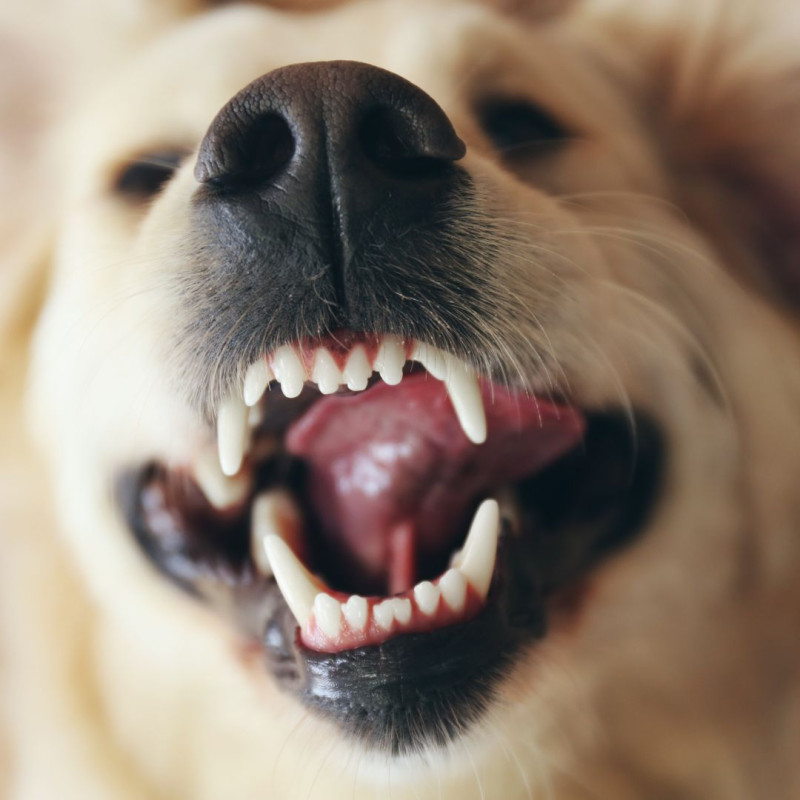 Schimbarea dinților la câini